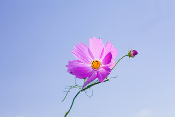 Wall Mural - Pink cosmos flower at blue sky background 
