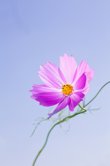 Wall Mural - Pink cosmos flower at blue sky background 