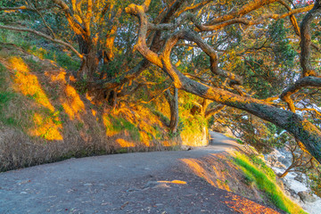 Poster - Sun shines low and through tangled branches of puhutukawa trees and across walking track.