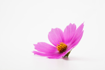 Wall Mural - Beautiful pink cosmos flower isolated