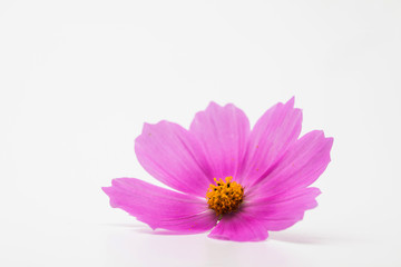 Wall Mural - Beautiful pink cosmos flower isolated