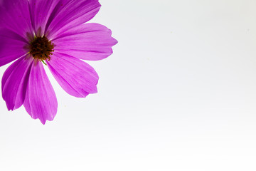 Wall Mural - On light box view of pink cosmos flower 