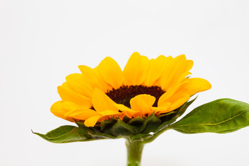 Wall Mural - Beautiful sunflower with leaves isolated on white