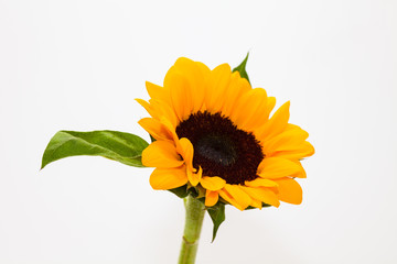 Wall Mural - Beautiful sunflower with leaves isolated on white