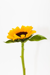 Wall Mural - Beautiful sunflower with leaves isolated on white
