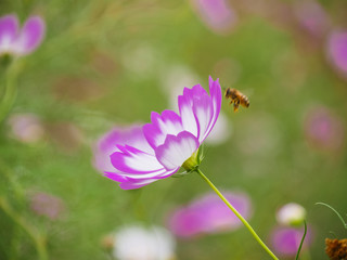 Wall Mural - Colorfully blooming cosmos flower in field 