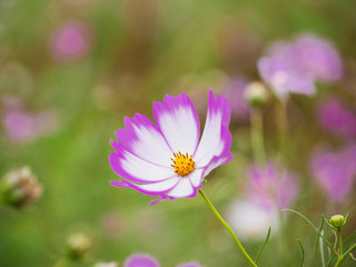 Wall Mural - Colorfully blooming cosmos flower in field 