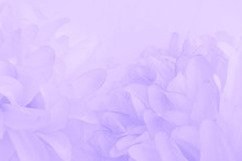 Beautiful Abstract Color Purple And Blue Flowers On White Background And Light Purple Flower Frame And Purple Leaves Texture, Purple Background