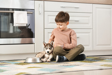 Wall Mural - Little boy with cute husky puppy and bowl for food in kitchen