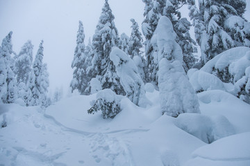 Wall Mural - frozen landscape on the top of the mountain with pine tree forest and ground covered with thick snow