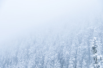 Wall Mural - dense pine tree covered mountain top behind veil of falling snow on a cold winter day