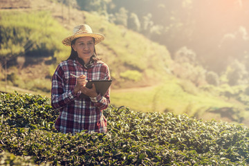 Female farmer checking quality of tea farm with tablet and using application for support smart farm