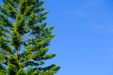 High Pine Tree With Blue Sky On Background