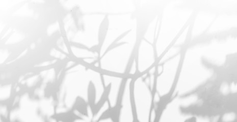 Wall Mural - abstract shadows, blurred background of gray leaves and natural trees that reflect concrete walls, f