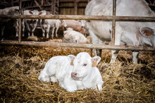 Young Calf Sleeping In The Stable