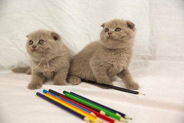 Two Scottish kittens are playing with pencils on a white background.