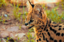 Close-up Portrait Of A 2 Month Old Serval Kitten (Leptailurus Serval) Near Cullinan, South Africa