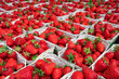 © Mazur Travel - Lots of baskets with fresh strawberries for sale at farmers market close up