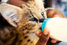 Close-up Portrait Of A 2 Month Old Serval Kitten (Leptailurus Serval) Being Fed With A Milk Bottle At A Breeding Station Near Cullinan, South Africa