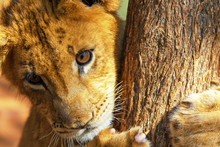 Close-up Portrait Of A Curiously Looking 4 Month Old Lion Cub (Panthera Leo) Climbing On A Tree Near Cullinan, South Africa