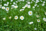 Fototapeta Tulipany - little white daisies in green lawn