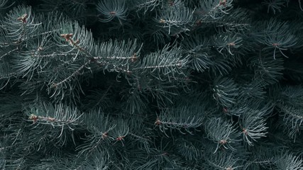 Closeup fir tree branches moving in slow motion. Macro of christmas tree.