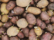 Germinated seed potatoes
