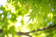 © TOMO - 緑のモミジ　初夏イメージ