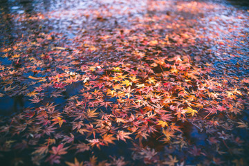 水面と紅葉　秋イメージ