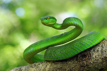 Sticker - green viper snake, venomous and poisonous snake, trimeresurus albolabris