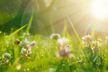 Art Spring Natural Green Background, Clover Flowers With Bokeh Cirlce And Sunlight