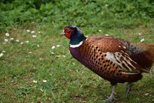 Stunning Ring Necked Pheasant In The Wild