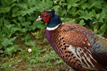 Gorgeous Pheasant Up Close And Personal In The UK