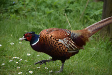 Stepping Pheasant With His Foot Slightly Raised