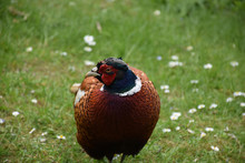 Pheasant With His Head Turned On A Spring Day