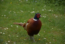 Amazing Ring Necked Pheasant In The Wild