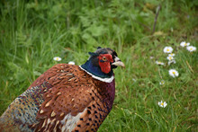 Wild Game Pheasant With Red On His Face