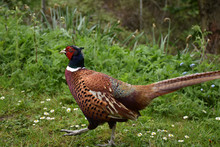 Beautiful Colorful Ring Necked Pheasant Strutting Forward