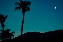 Background Vacation Image With Copy Space Of Palm Trees At Night With The Moon In The Background