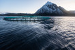 Aquakultur in Norwegen, kontrollierte Aufzucht von Lachsen in Netzgehege im Fjordwasser