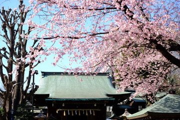 Wall Mural - 春の東京上野の五條天神社の桜風景