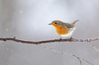 European robin, erithacus rubecula, with orange feathers on breast sitting on a twig in winter. Small bird in garden during snowfall. Wild animal in rural environment.