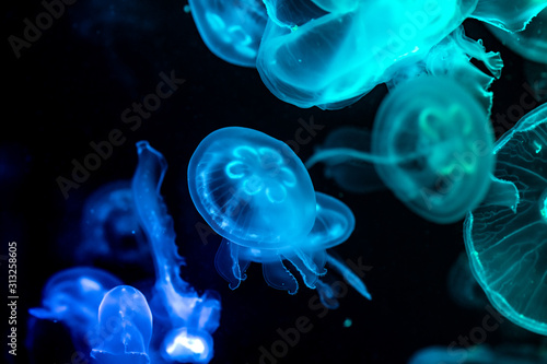 Low key jellyfish sea saltwater tank aquarium ocean life dark water Canvas Print
