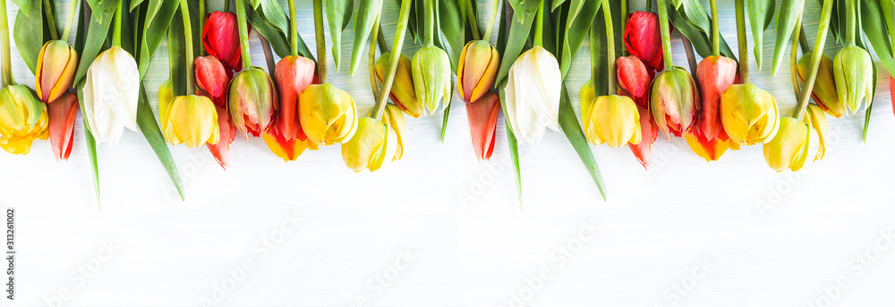 Beautiful celebration background. Bunch of multicolored tulips withe waterdrops on a white background. Copy space, flat lay - obrazy, fototapety, plakaty 