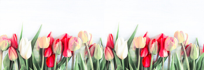  Piękne kolorowe tulipany na białym tle