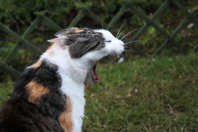 Tabby Cat Caught Yawning In The Garden