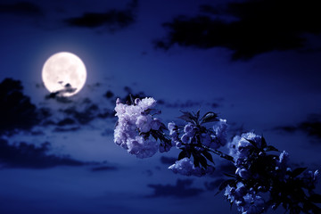 Wall Mural - cherry blossom on the blue sky background at night. wonderful spring nature scenery in pink full moon light