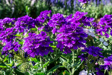Naklejka na meble Flores