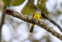 Yellow Bird On A Branch