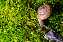 Snail On The Surface Of Old Stump With Moss In A Natural Environment. Green Moss And Mold Growing On The Old Tree Trunk.